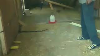 6 foot snake in chicken coop 2018