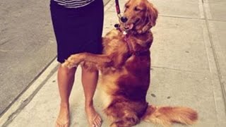 Louboutina The Golden Retriever Becomes Famous For Hugging Strangers On The Streets of New York