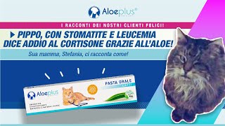 Pippo, un gatto con stomatite e leucemia felina dice addio al cortisone grazie all'aloe!