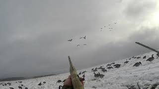 Late Season goose hunt "traffic success!"