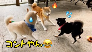 興奮してもコントのような柴犬たちがかわいいw