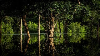 The Amazon Rainforest's Incredibly Unique Environment | Equator