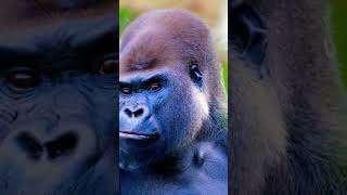 The Real Alpha..#gorilla #silverbackgorilla #monkey #gorillas#jungle