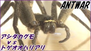 蟻戦争Ⅲ＃46 アシダカグモVSトゲオオハリアリ～洗練されゆく戦闘能力～編～Large Spider vs ants～