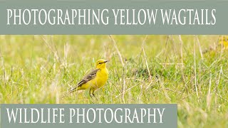 PHOTOGRAPHING YELLOW WAGTAILS/WILDLIFE PHOTOGRAPHY