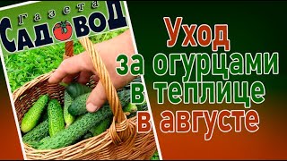 Уход за огурцами в теплице в августе