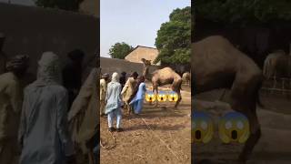 Aggressive Camels🐫 😱😱#camel #youtubeshorts #cat #ytshorts #youtube #shorts