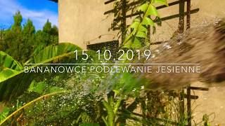 56.🌴🍌Bananowce Musa Basjoo💧💦podlewanie💦💧 🍂🍁Jesienne 🍁🍂15.10.2019🍌🌴