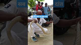 सब सांपों से बड़ा दांत इस सांप का  #snake_rescue_muzaffarpur  #murliwalehaushla #venomoussnake