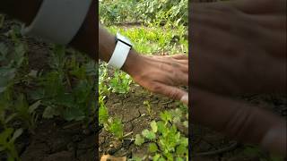 Watered coriander plants #nature #farming #coriander #shorts