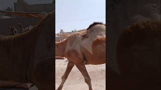 Decorated Camels #ytshorts #camel #shorts #camellove #camelfarm #camelmarket