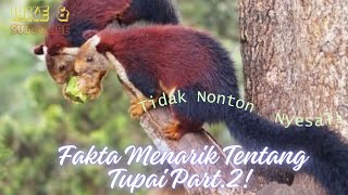 Fakta Menarik Tentang Tupai Part. 2