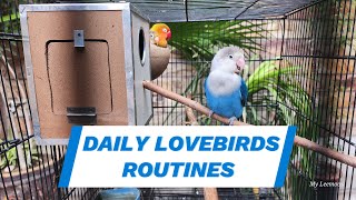 Daily Routine of a Blue Lovebird and Green Fischer: A Day in the Cage