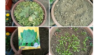 मिट्टी को उपजाऊ कैसे बनाए |पॉट मे कंपोस्टिंग कैसे करे | how to grow paalak |direct composting in pot