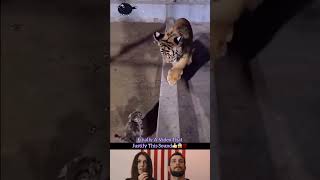 Gatito Valiente Enfrenta a Cachorro de Tigre en un Duelo de DEL viejo OESTE #shorts #status #short