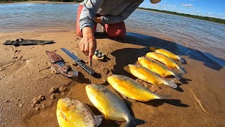 poderosas Piranhas do Rio São Francisco