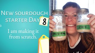 Day 8 SOURDOUGH FROM SCRATCH How to make a sourdough starter