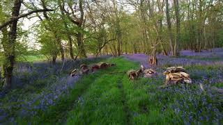 Bluebells