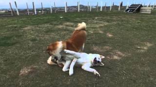 Akita Inu (秋田犬) Dog and Puppy Socialization and Playing