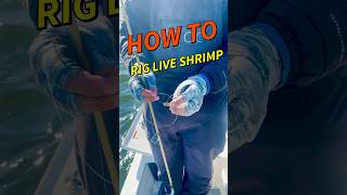 HOW TO RIG LIVE SHRIMP FOR BASS FISHING 🐟🦐 #aquatic #fishing #bassfishing