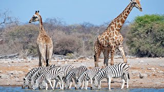 Serengeti National Park Massai Ngorongoro 4k