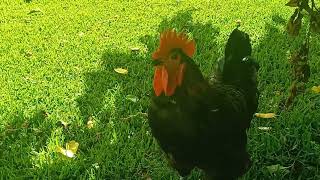 Rooster crowing while on #rooster collor# Less noise