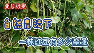 [夏日限定]04_4 颱風過後 救起的豇豆 苦瓜與水果小黃瓜的啟示