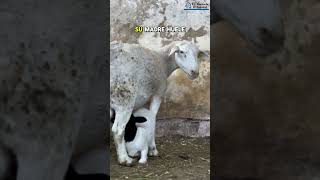 ovejas de ordeña en @exhaciendaelzoquital   hablamos de borreguitos huerfanos