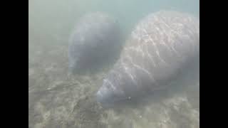 Swimming With Manatees - Crystal River, Florida - Vid 7