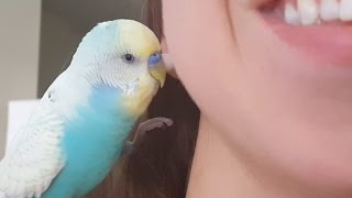 Budgie Loves Earing! Syrup the Budgie