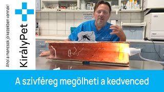 A szívféreg megölheti a kedvenced - fb LIVE