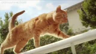 Корм Friskies для стерилизованных кошек