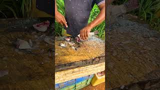 Wow!! Tilapia Fish Cutting Skills By Fish Cutter in Island