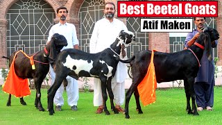 Best Beetal Goats Of Atif Maken Sargodha 2024 | Bakra Mandi