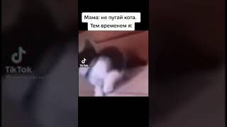 Кота испугали 😱😱😱