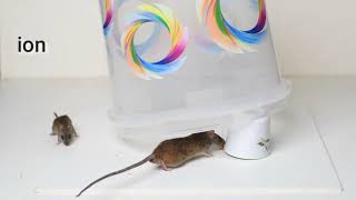 Best Mouse Trap | Easy Rat Trap | Rat Trap Homemade | Mouse Trap Bucket