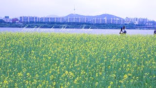 Seoul's Canola Flower Festa feat. Lofi 2023 서울 유채꽃 축제