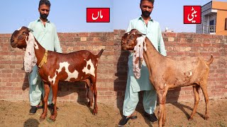 Beautiful Amritsari Beetal & Shairi Goats Of Ali Bhai Lahore 2023