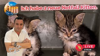 Ich habe 2 neue Notfall Kitten.