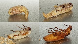 Mealworm Beetle Hatching - Time Lapse [4K]