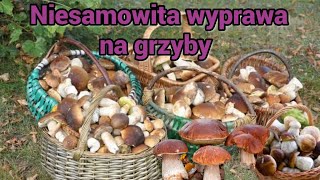 Niesamowita wyprawa na grzyby