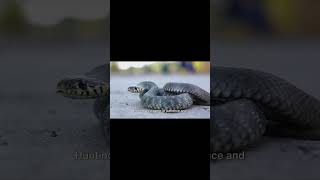 The Worlds Deadliest Creatures: Black Mamba Part 2/4