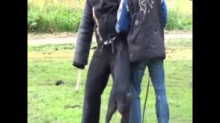 Black German Shepherd Sioux KNPV training