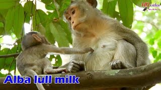 Very hard for baby Alba before get milk mom Anna, Alba lull mom many time for milk till success