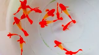 Preparing 5 pairs Koi Red Ear for breeding