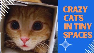 Cats Just Loving Teeny Tiny Hiding Spots 4K