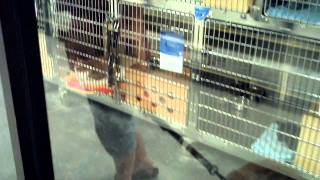 Koda in Pet Smart - Part 2