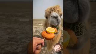 Fruits Camel #camel #youtube #shorts #greenscreen