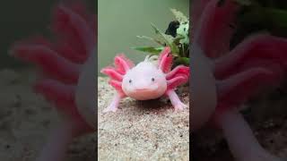 Axolotl spots a worm