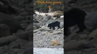 Black bears family on a beach / Famille d’ours noirs sur la plage #wildlife #canada #bears #ours